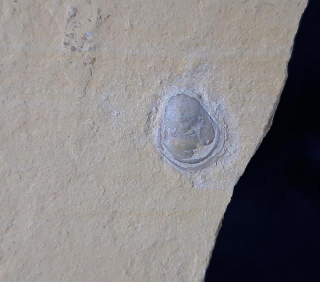 Terebratula sp. MUELLER 1776 - Bild &copy; FossNet FossilienStore